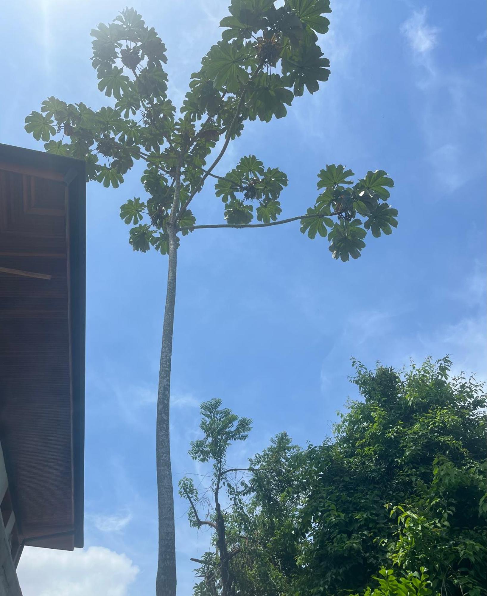 Casa Fiji - Suites Luxo - Praia De Itamambuca - Ao Lado Da Praia Ubatuba Eksteriør bilde